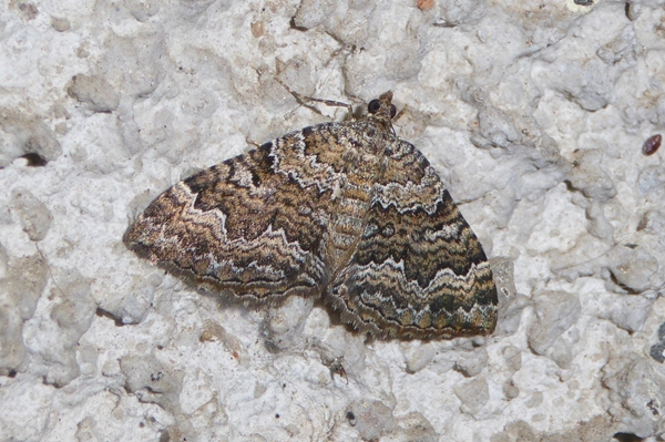 Camptogramma bistrigata